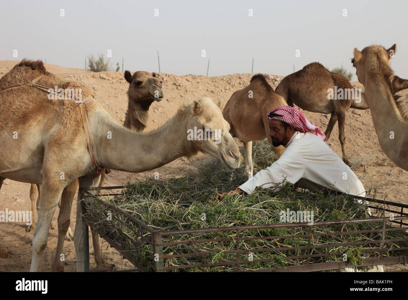 Mr Hamad camel owner and farmer feeding his herd Dubai Emirates Stock