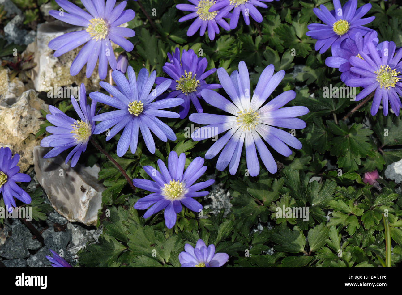 Flowers of Anenome blanda Blue Shades Stock Photo