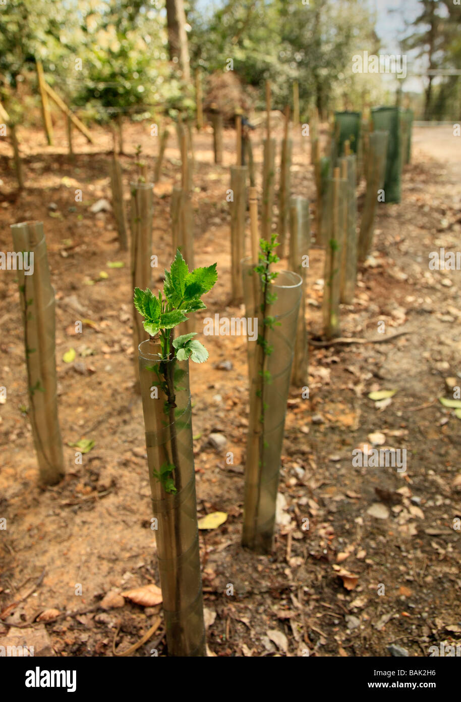 Newly planted trees. Stock Photo