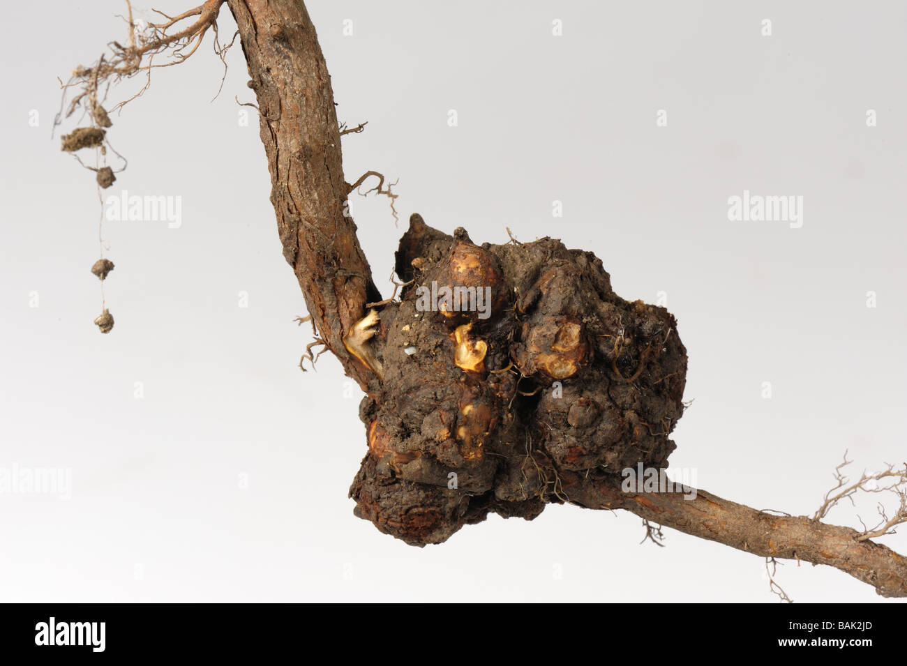 Crown gall Agrobacterium radiobacter galls on raspberry root Stock Photo