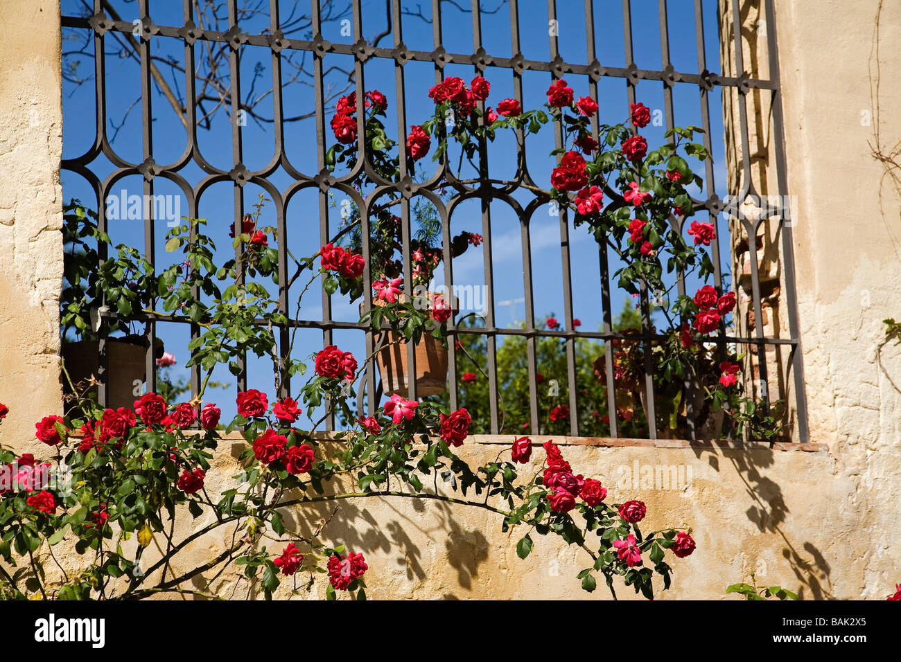 Roses in the Gardens of the Ducal Palace in the White Village of Bornos Sierra Cádiz Andalusia Spain Stock Photo