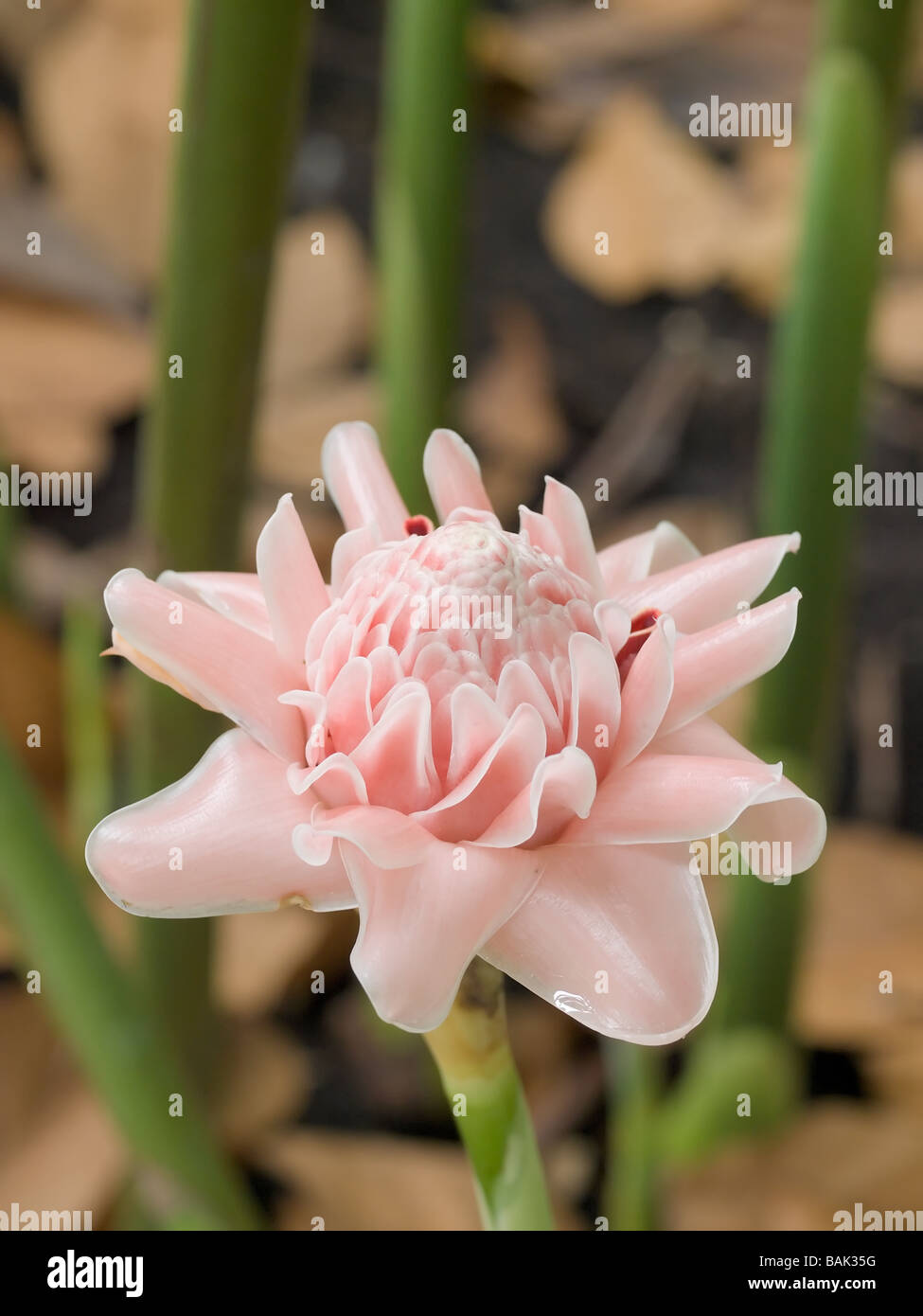 Ginger Flower Stock Photo