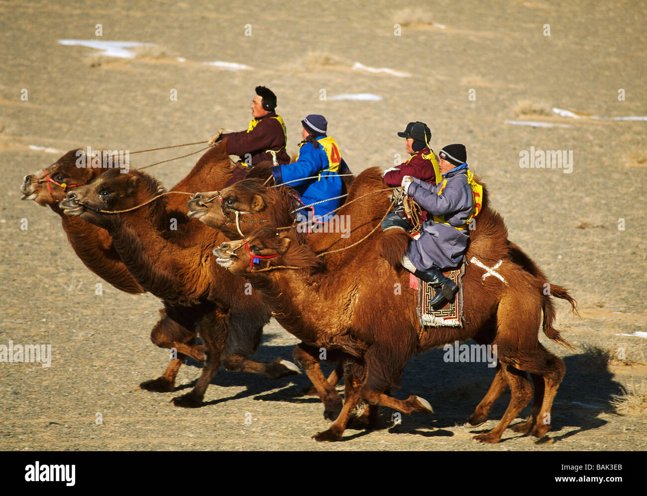 Mongolia, Gobi Desert, Dalanzadgad region, village of Moron, camel festival, Mongolian New Year, camel race Stock Photo