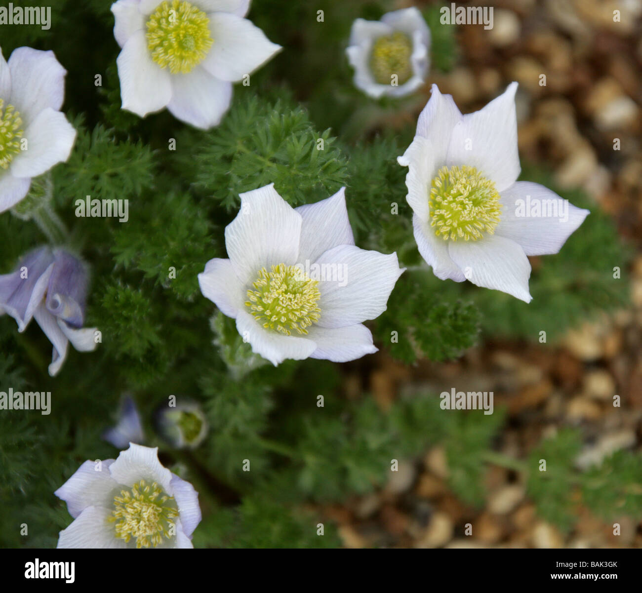 Albanian Pasque-flower 'Lutea', a White Pasque Flower, Pulsatilla albana, Ranunculaceae, Caucasus Stock Photo