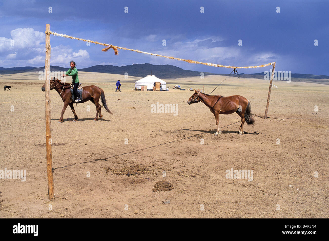 Mongolia, Bulgan province, nomads and horses Stock Photo - Alamy