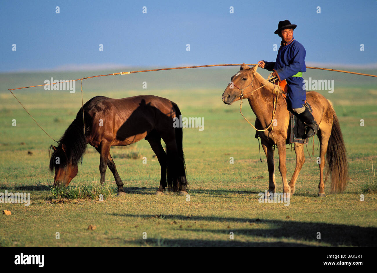 Mongolia, Khenti province Valley Terkhiin, gathering flocks Stock Photo