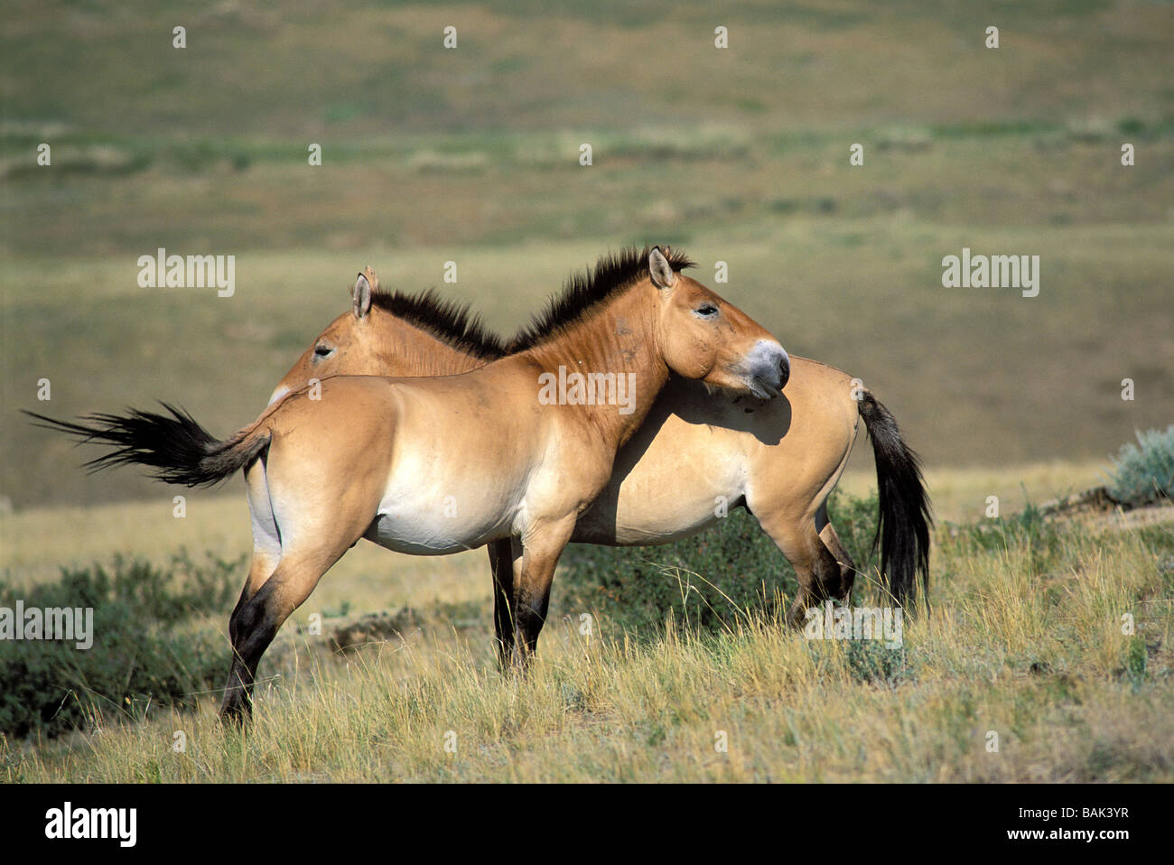 Mongolia, Khustai National Park, wild horses or Takhi Przewalski horses Stock Photo