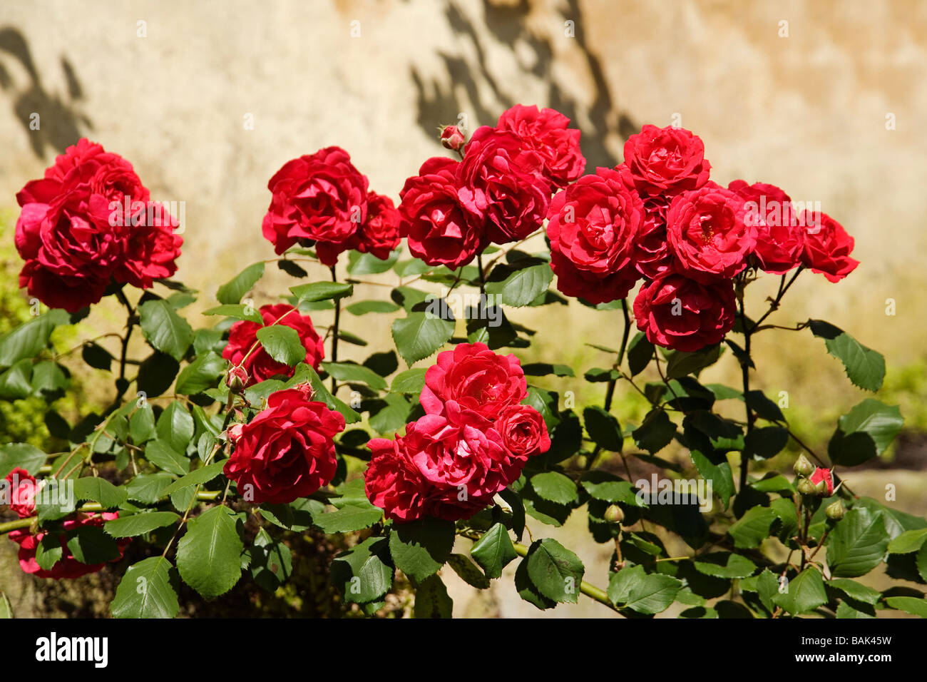 Gardens of the Ducal Palace in the White Village of Bornos Sierra Cádiz Andalusia Spain Stock Photo