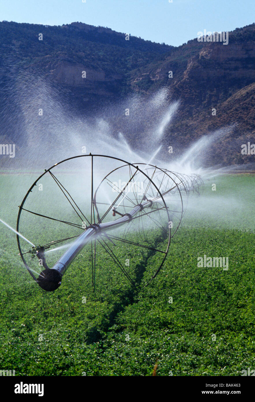 Irrigation equipment spraying water on lush farm fields near Cortez New