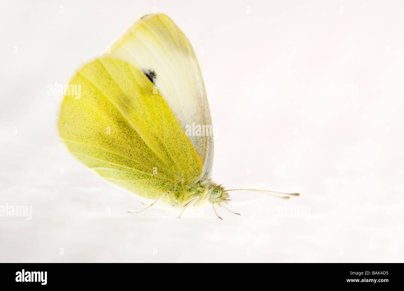 Cabbage White butterfly Stock Photo