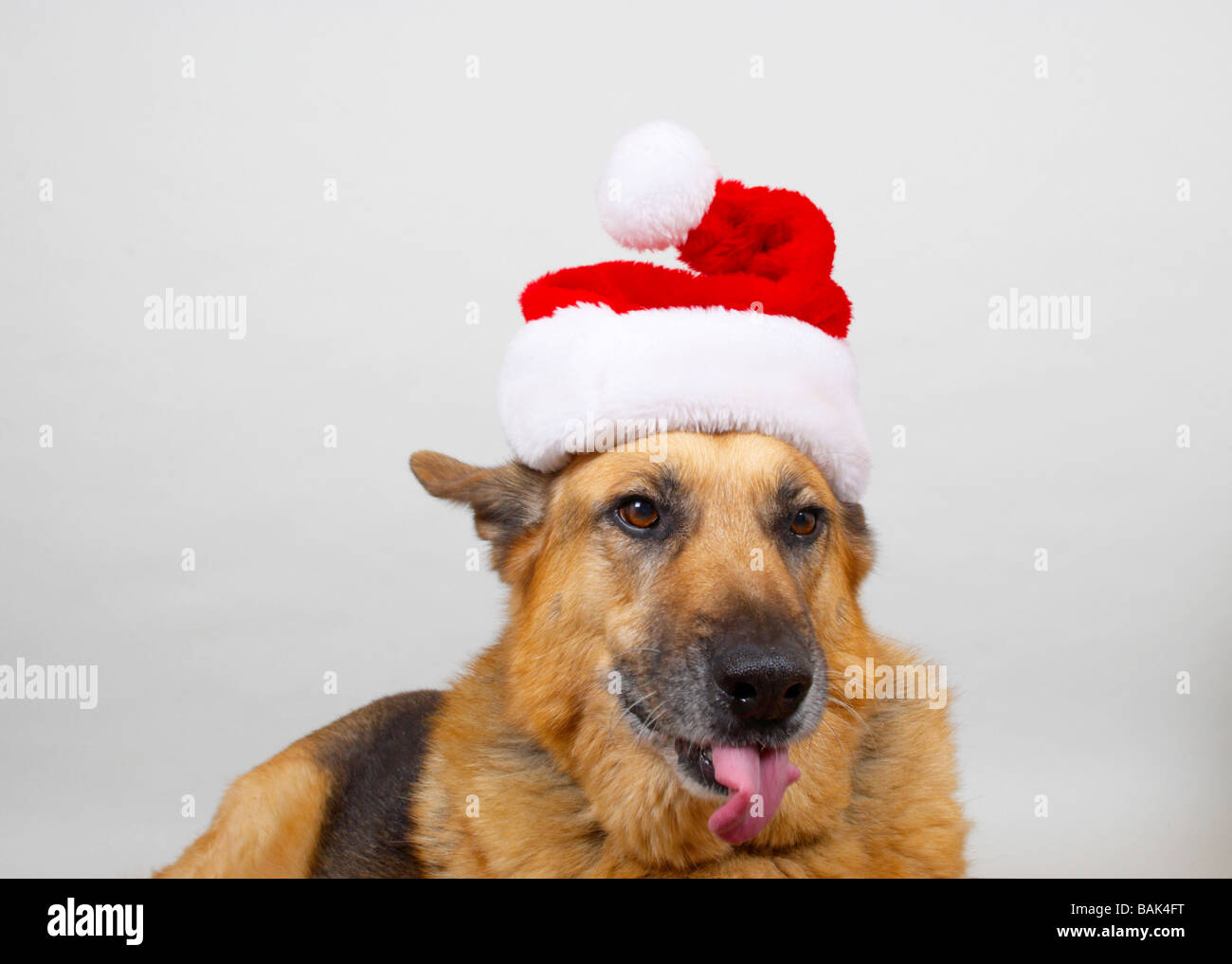 german shepherd wearing christmas hat (& sticking out its tongue!). Stock Photo