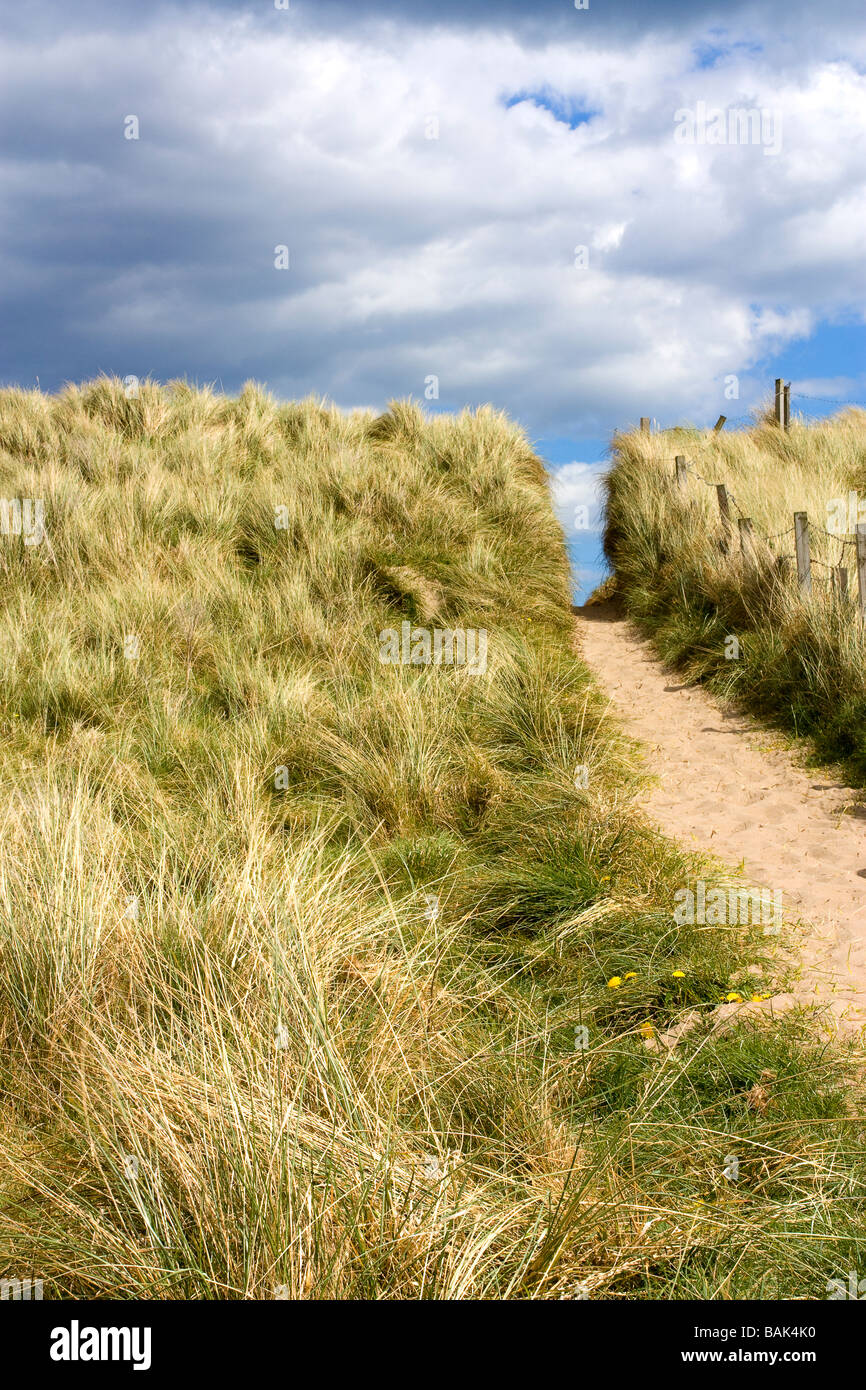 view of grass and sand dunes Cresswell beach North East Coast Northumberland Stock Photo