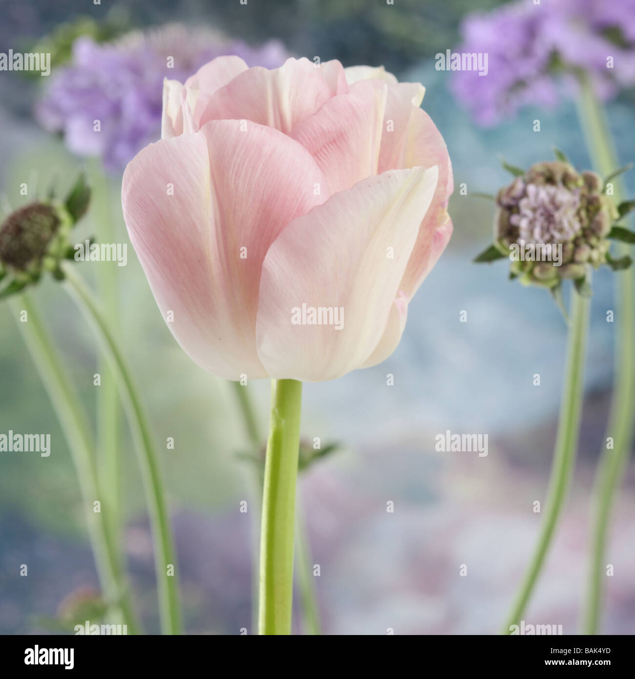 Tulip mania hi-res stock photography and images - Alamy