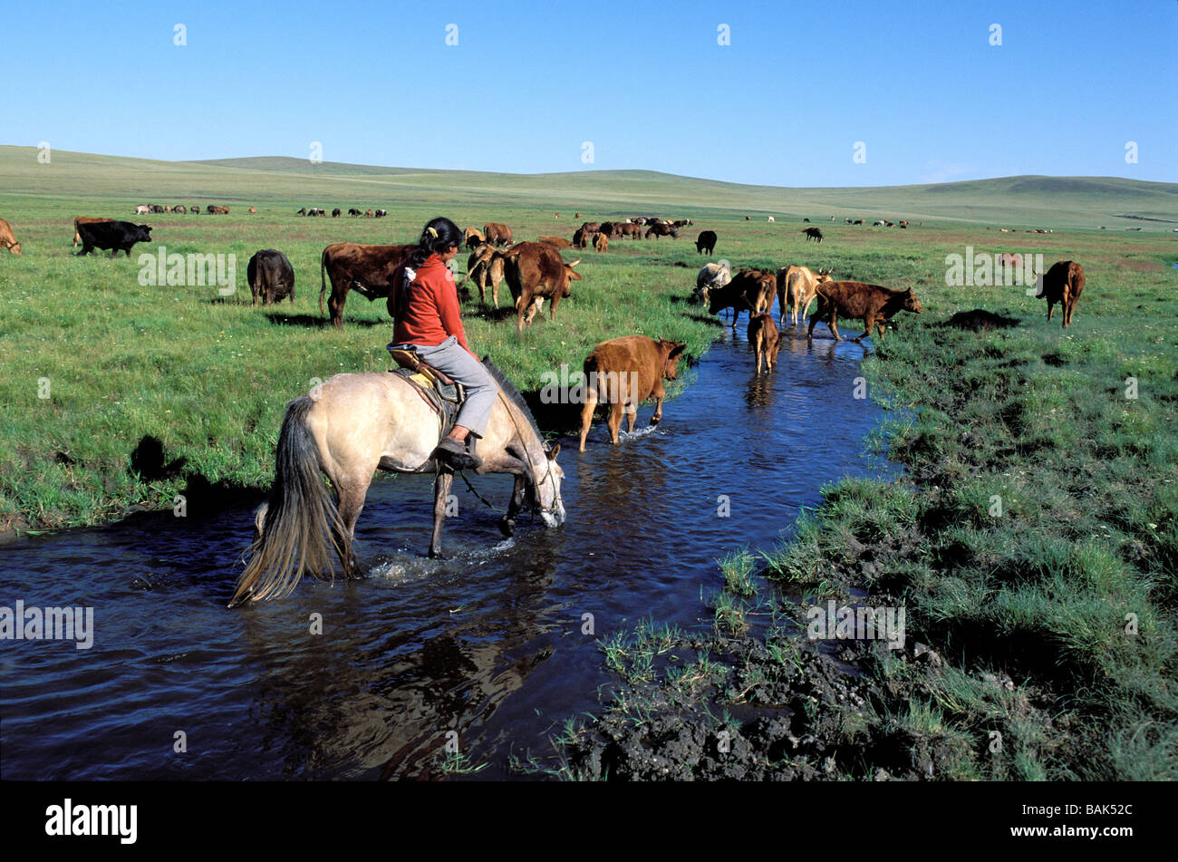 Mongolia, Khentii Province, herd of horses in the steppe Stock Photo ...