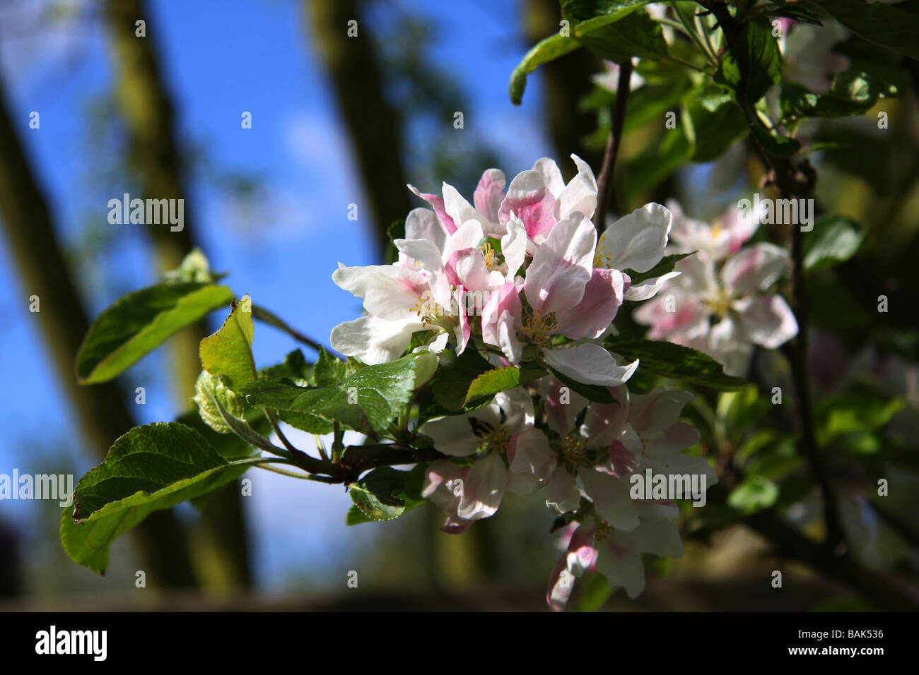 Apple blossom orchard hires stock photography and images Alamy