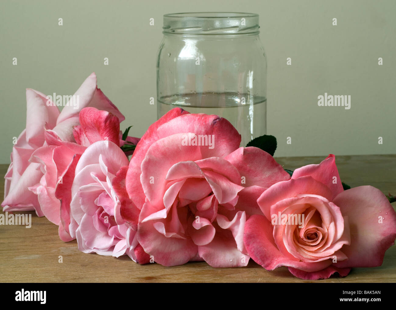 Pink roses are waiting to be put into a jug of water Stock Photo Alamy