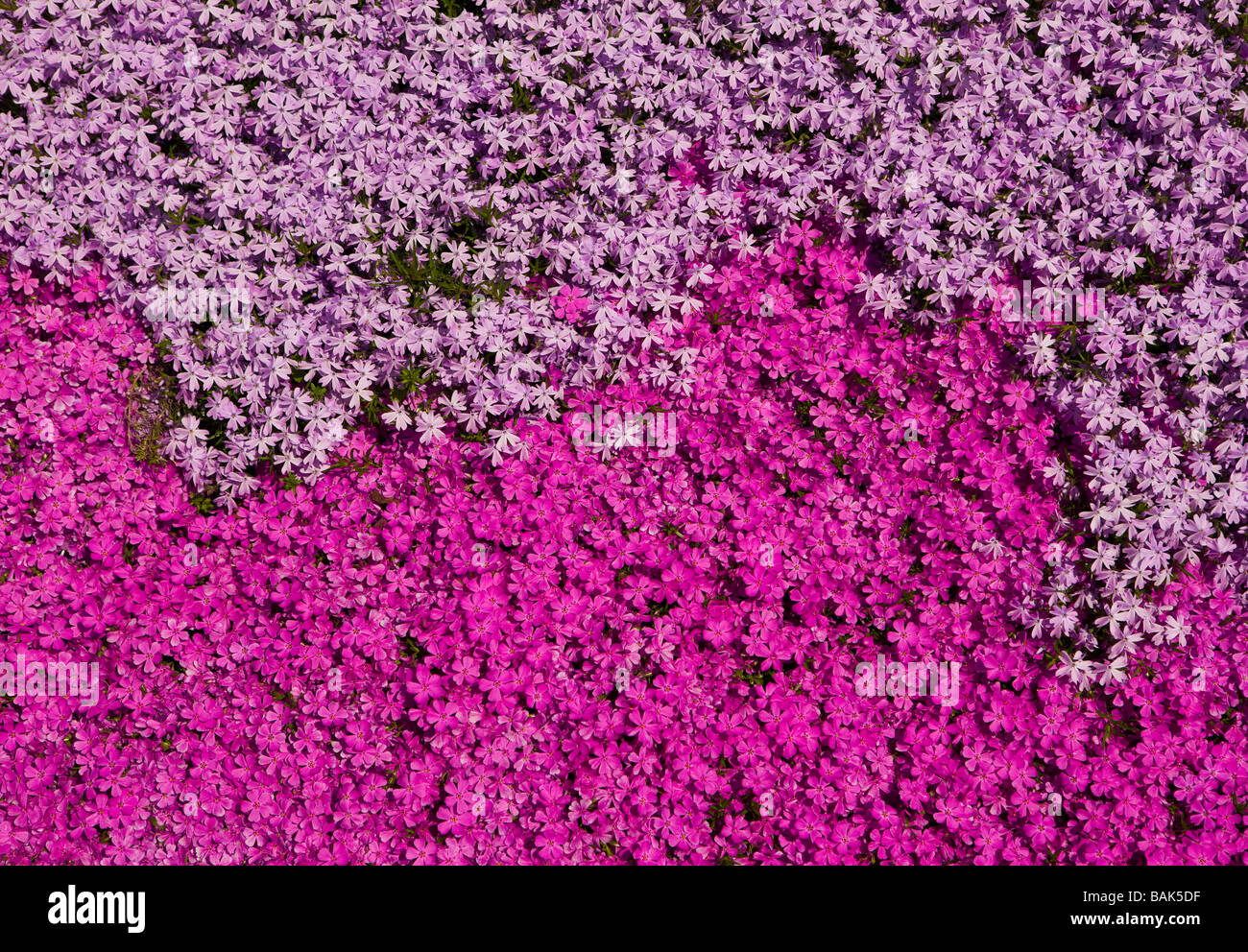 ARLINGTON VIRGINIA USA flowers Stock Photo Alamy