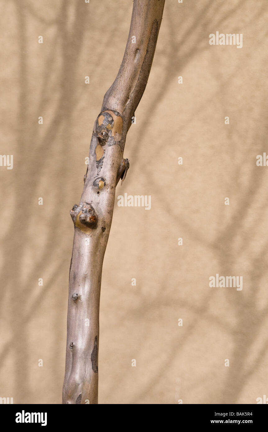 Branch of tree Stock Photo Alamy
