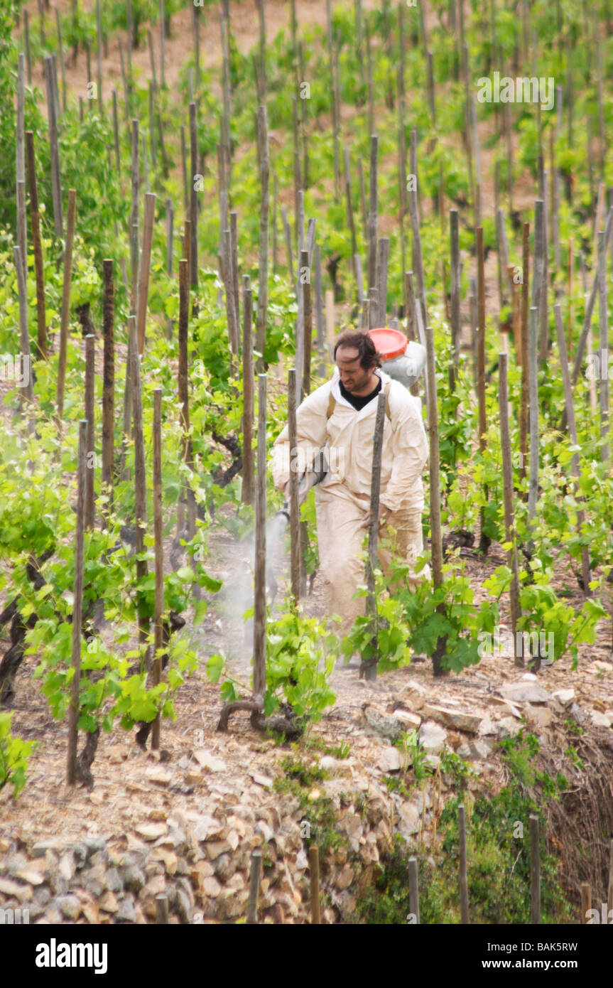 manually spraying the vineyard cornas rhone france Stock Photo