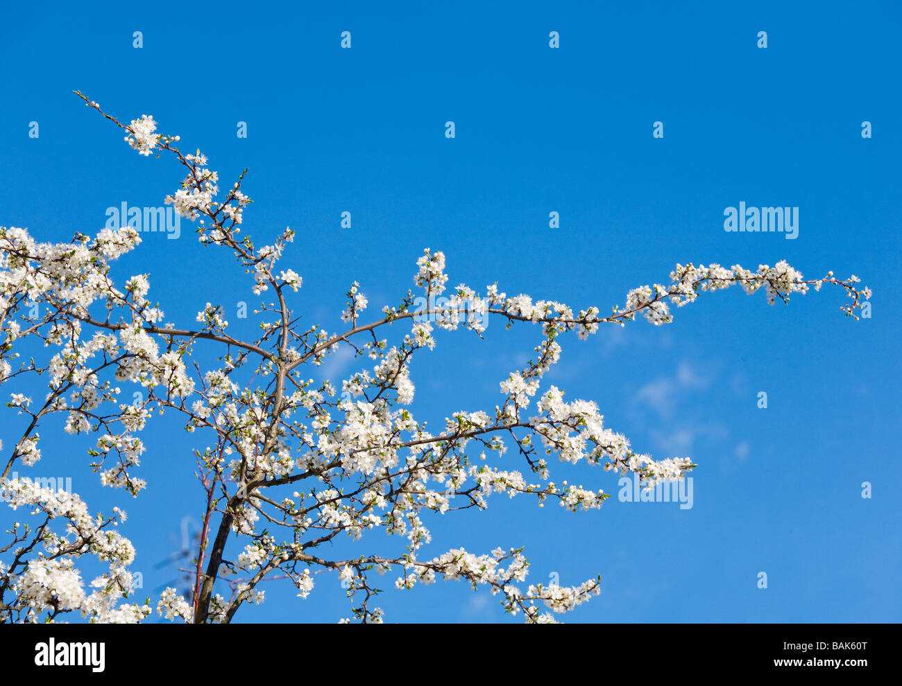 Part of blossoming cherry-tree on blue sky background Stock Photo - Alamy