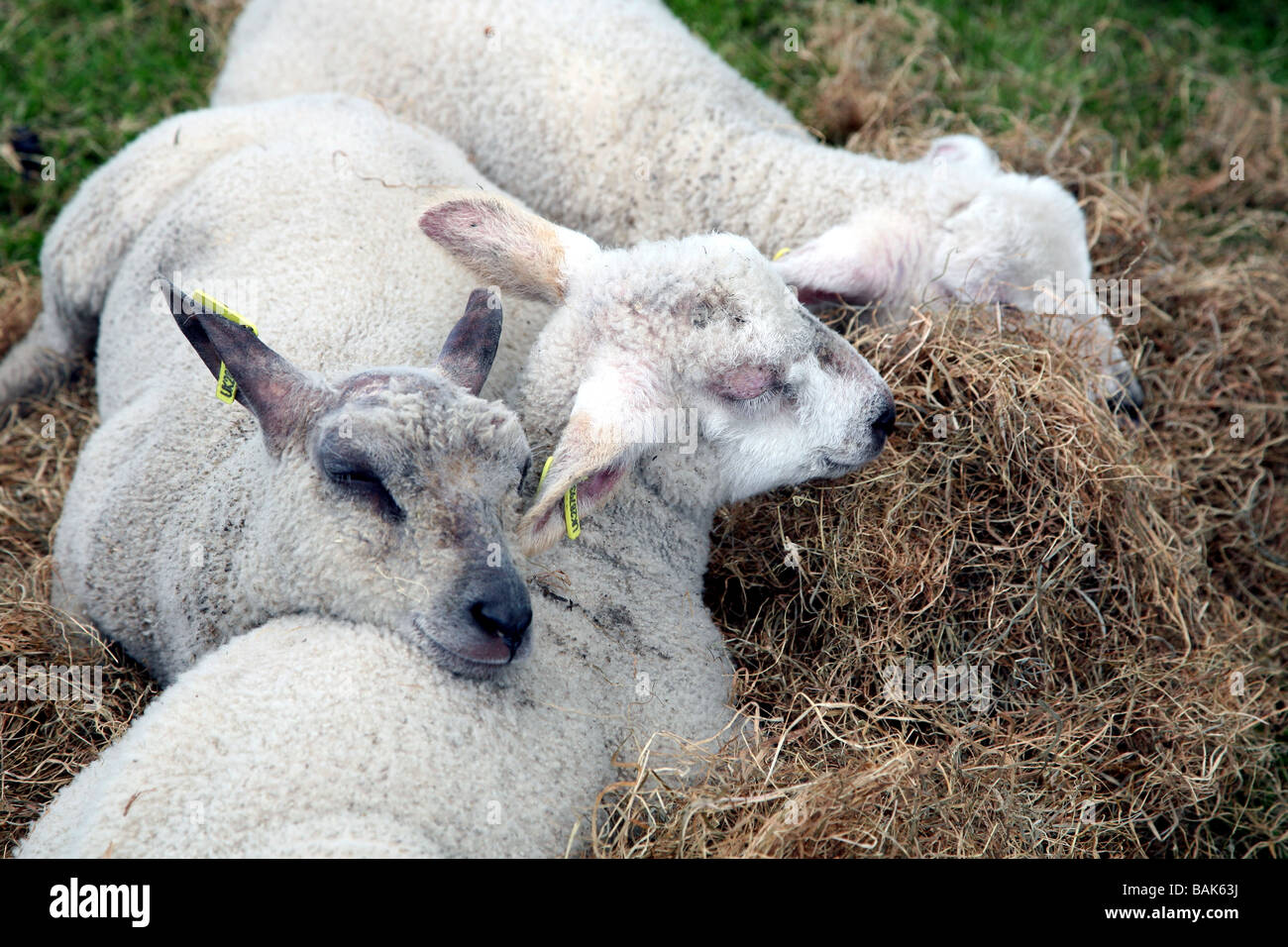 Snoozing lambs in city farm display London Stock Photo