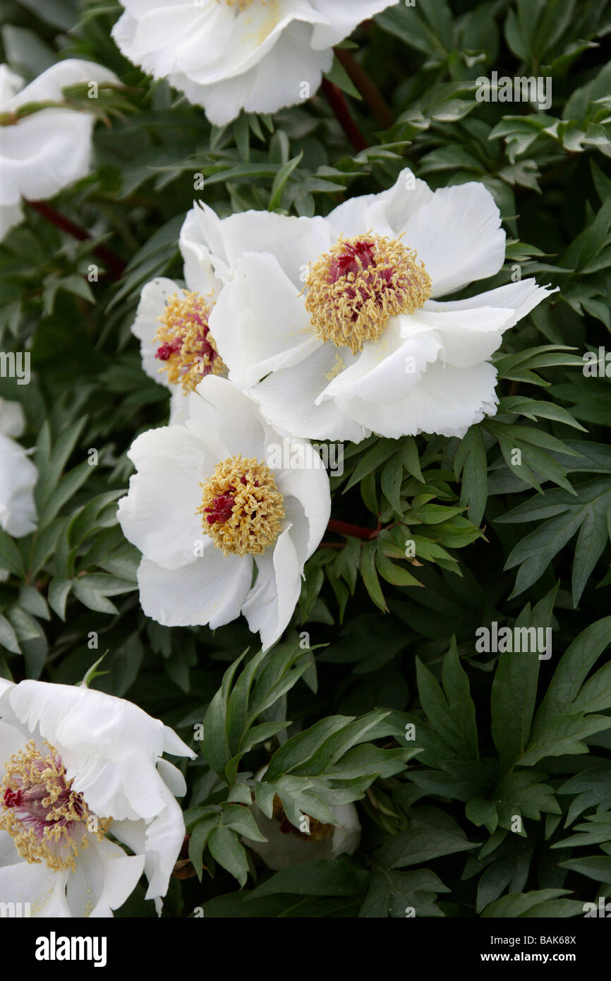 Cretan White Peony, Paeonia clusii, Paeoniaceae, Crete, Greece Stock Photo