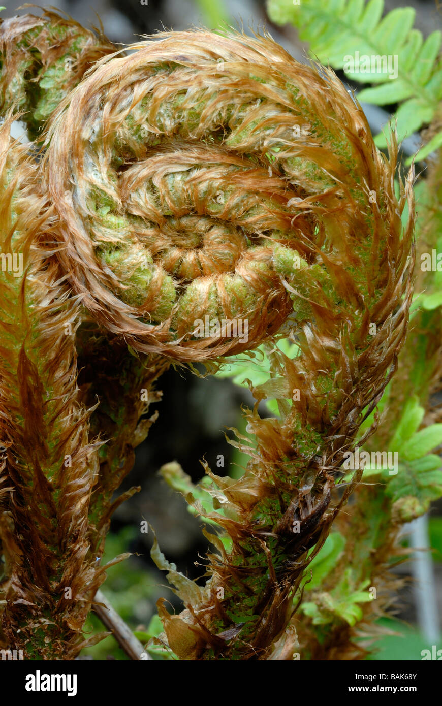 Soft Shield Fern Polystichum setiferum emerging in Spring, Wales, UK Stock Photo