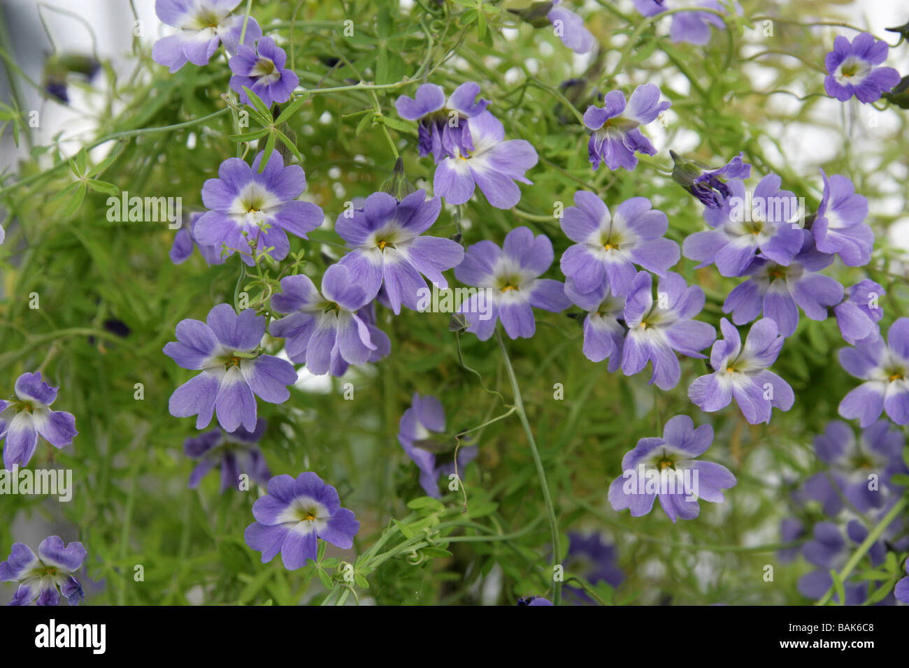 Blue Nasturtium aka Soldadillo Azul and Pajarito Azul, Tropaeolum azureum, Tropaeolaceae, Chile, South America Stock Photo