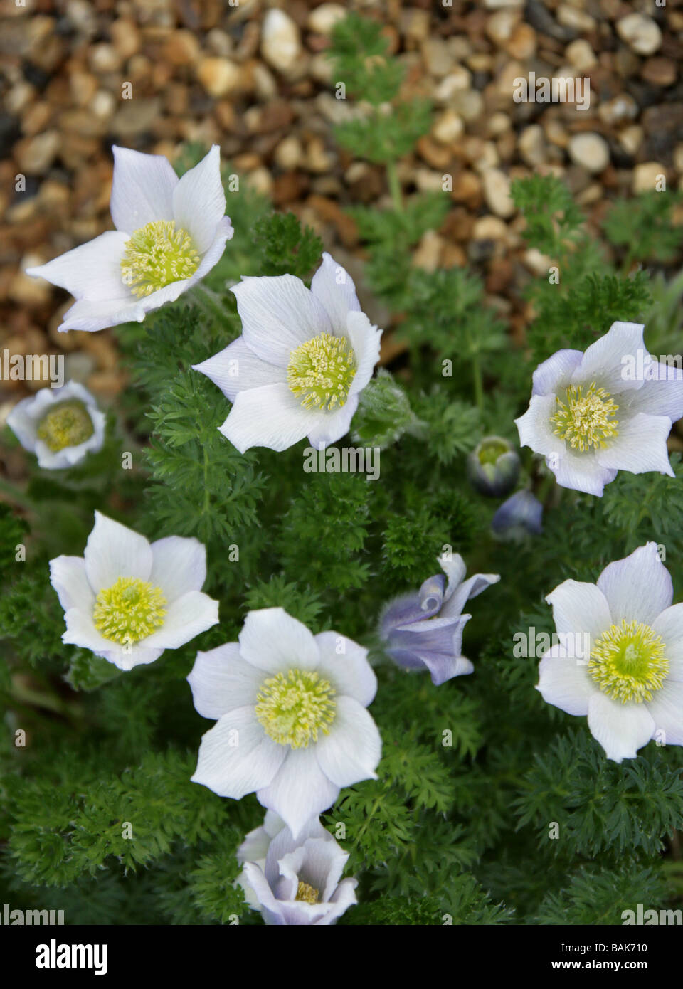 Albanian Pasque-flower 'Lutea', a White Pasque Flower, Pulsatilla albana, Ranunculaceae, Caucasus Stock Photo