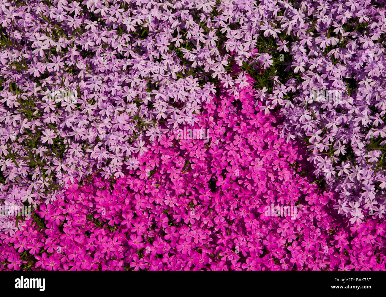 ARLINGTON VIRGINIA USA flowers Stock Photo Alamy