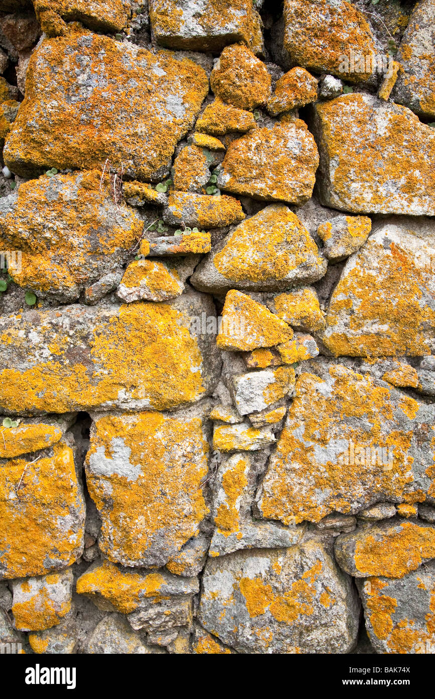 Xanthoria parietina lichens on an old granite wall in the Alentejo region, south Portugal. Stock Photo