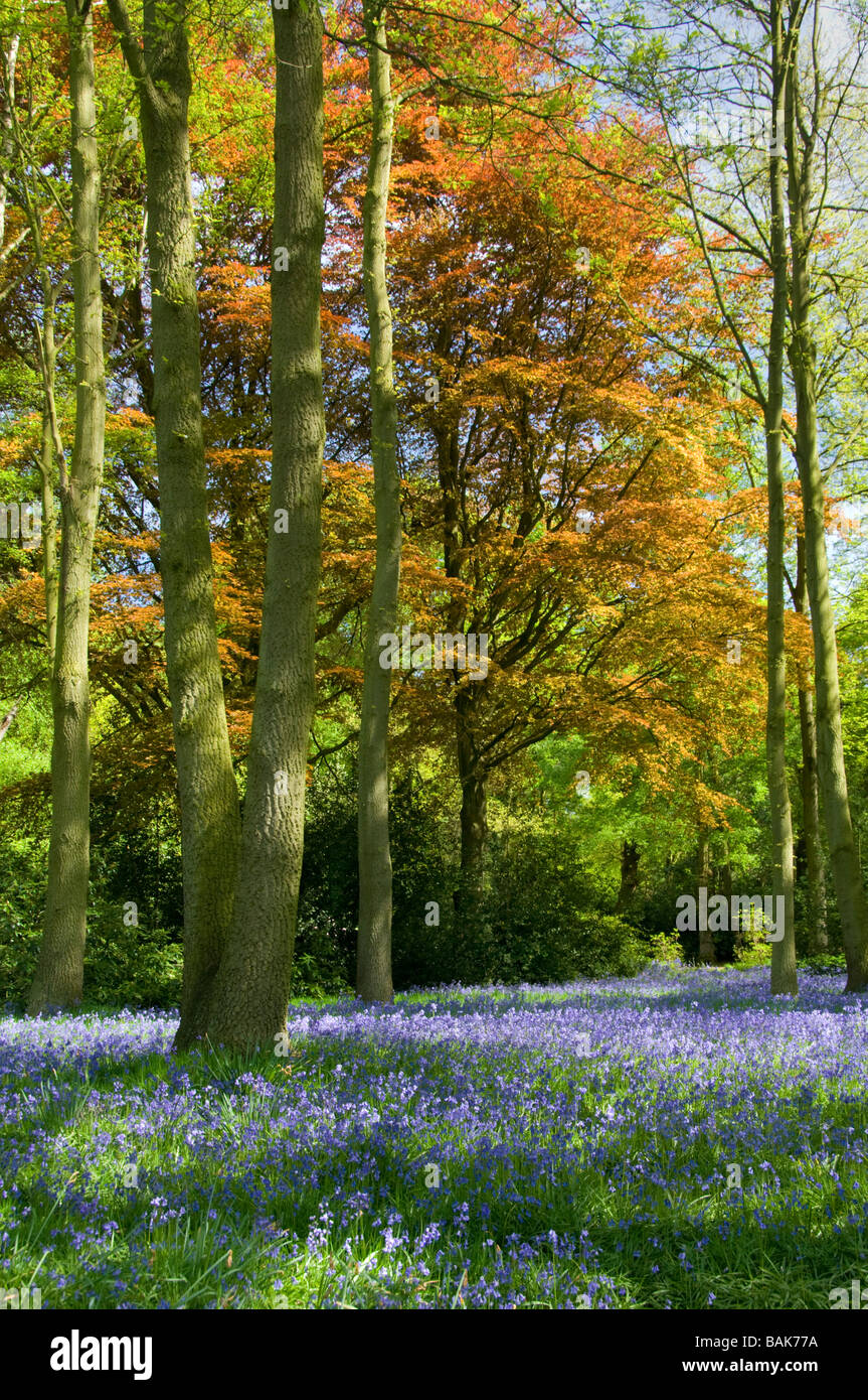 Stunning Bluebell Glade Setting amongst Woodland, Cheshire, England, UK