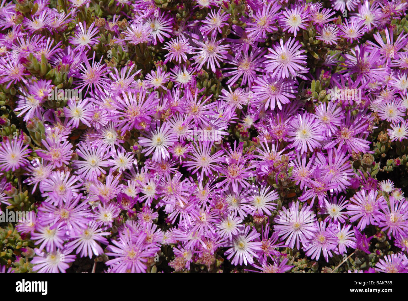 pink Lampranthus (Ice Plant) in flower, Javea /Xabia, Alicante Province, Comunidad Valenciana, Spain Stock Photo