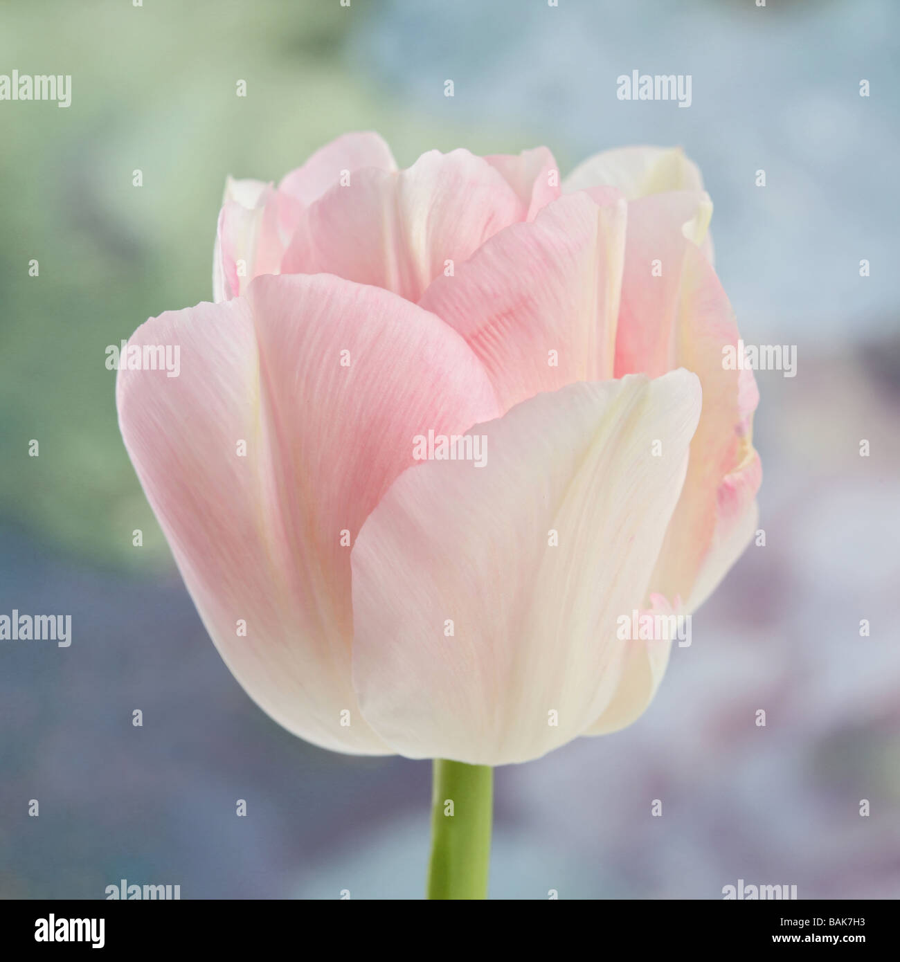 Tulip mount hires stock photography and images Alamy