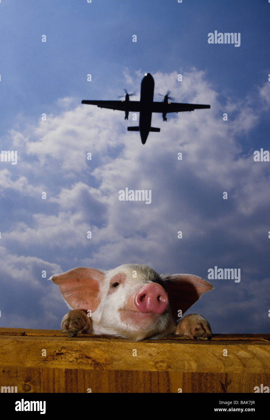 A pig watches an aircraft taking off Stock Photo