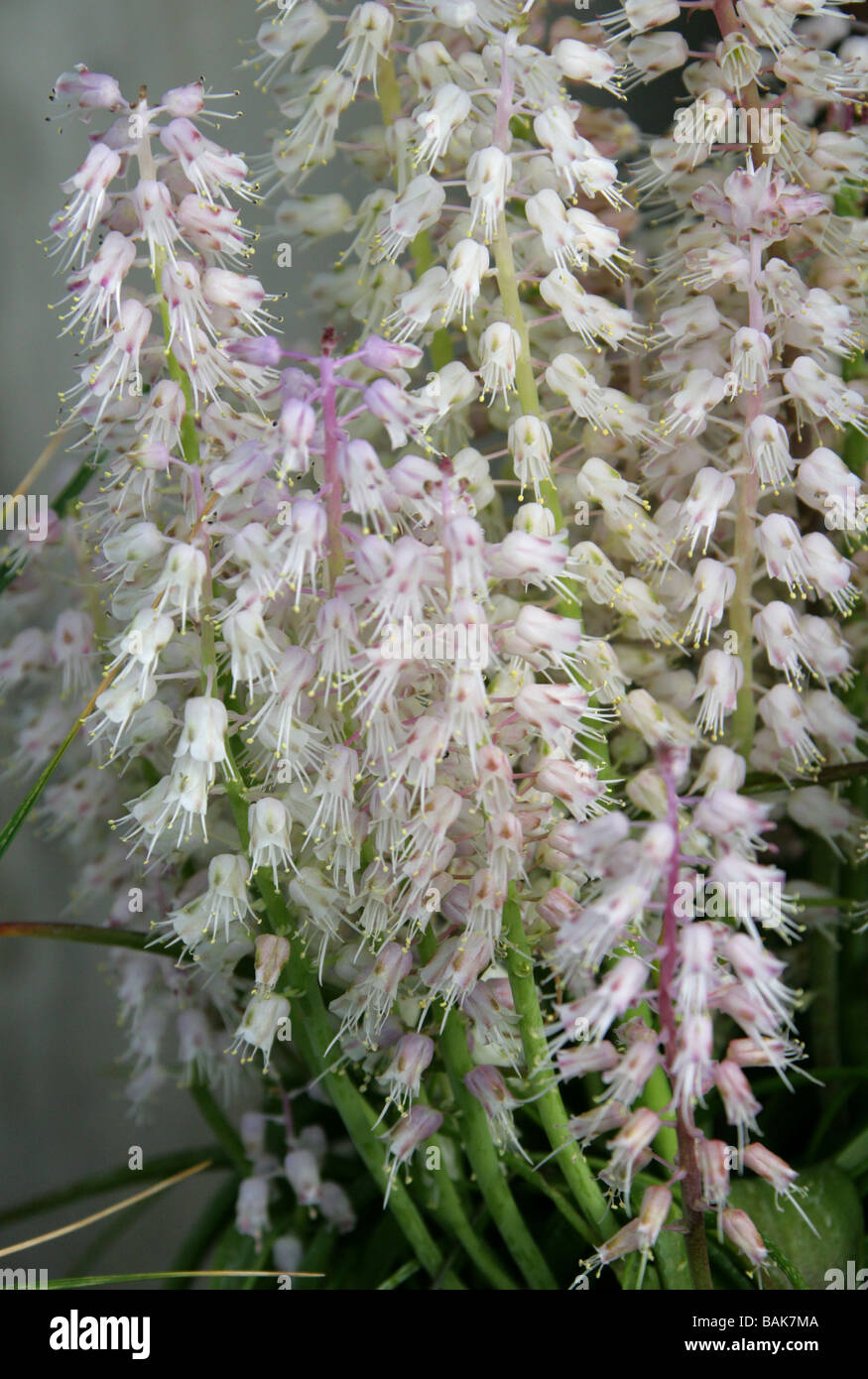 Lachenalia latimerae, Hyacinthaceae, South Africa Stock Photo