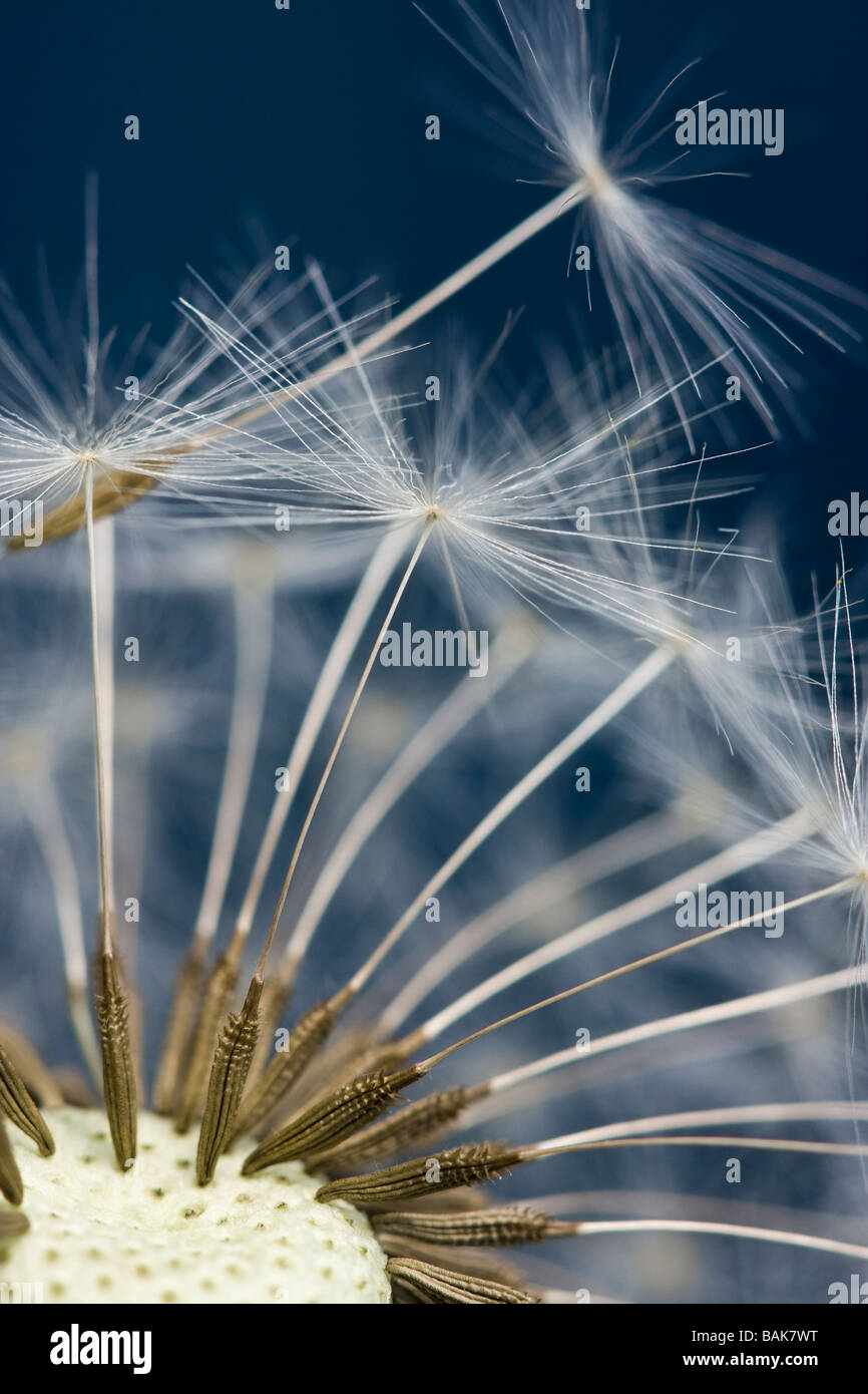 Close Up Portrait of Dandelion Seeds about to Fall off the Seed Head Stock Photo