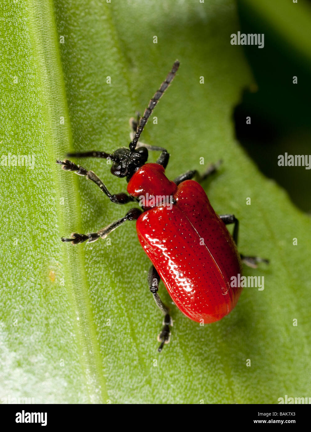 Top view of lily beetle on lily leaf Stock Photo Alamy