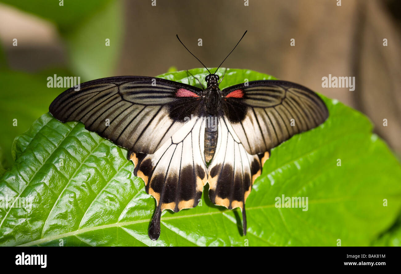 swallowtail.butterfly download japanese movie swallowtail.butterfly download japanese movie
