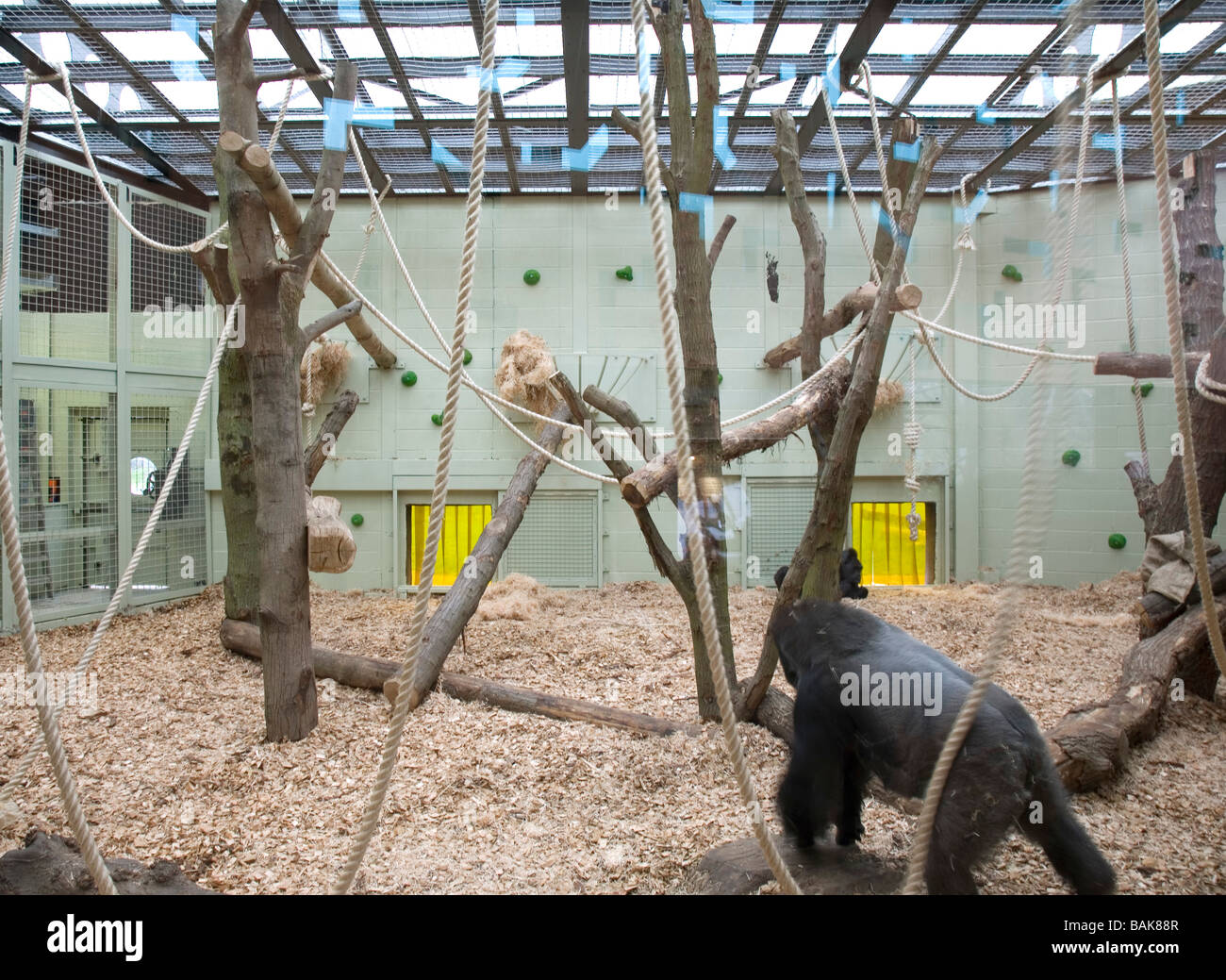 gorilla kingdom deatail of internal gorilla enclosure Stock Photo Alamy