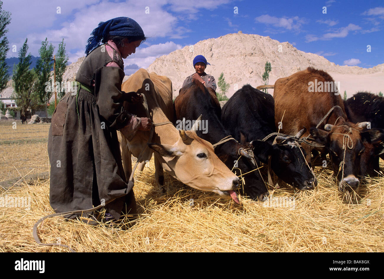 India, Jammu and Kashmir, Ladakh, Shey, barley threshing Stock Photo