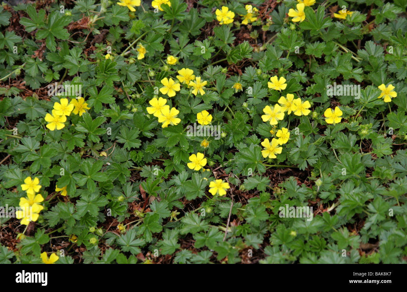 Spring Cinquefoil or Spotted Cinquefoil, Potentilla tabernaemontani, Rosaceae, syn. Potentilla neumanniana, Europe Stock Photo