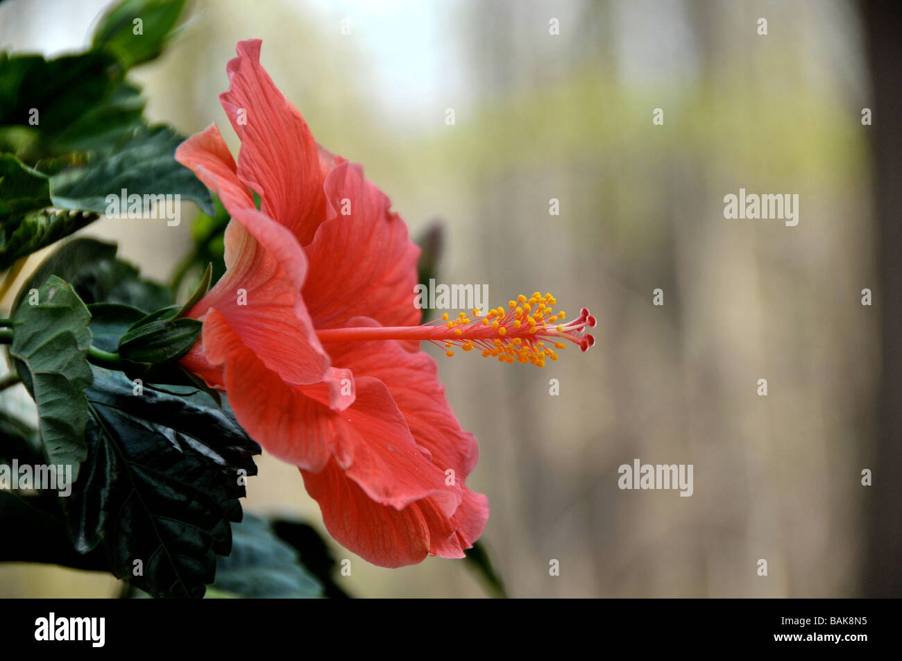 Tropical red hibiscus bud hi-res stock photography and images - Alamy