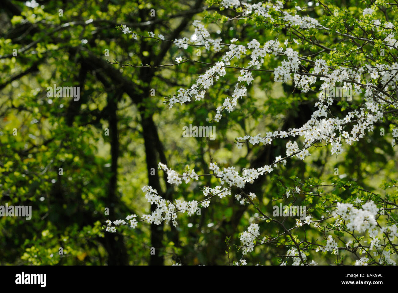 Blackthorn Prunus spinosa blossom in Spring set against the green of new Hawthorn leaves, Wales, UK. Stock Photo