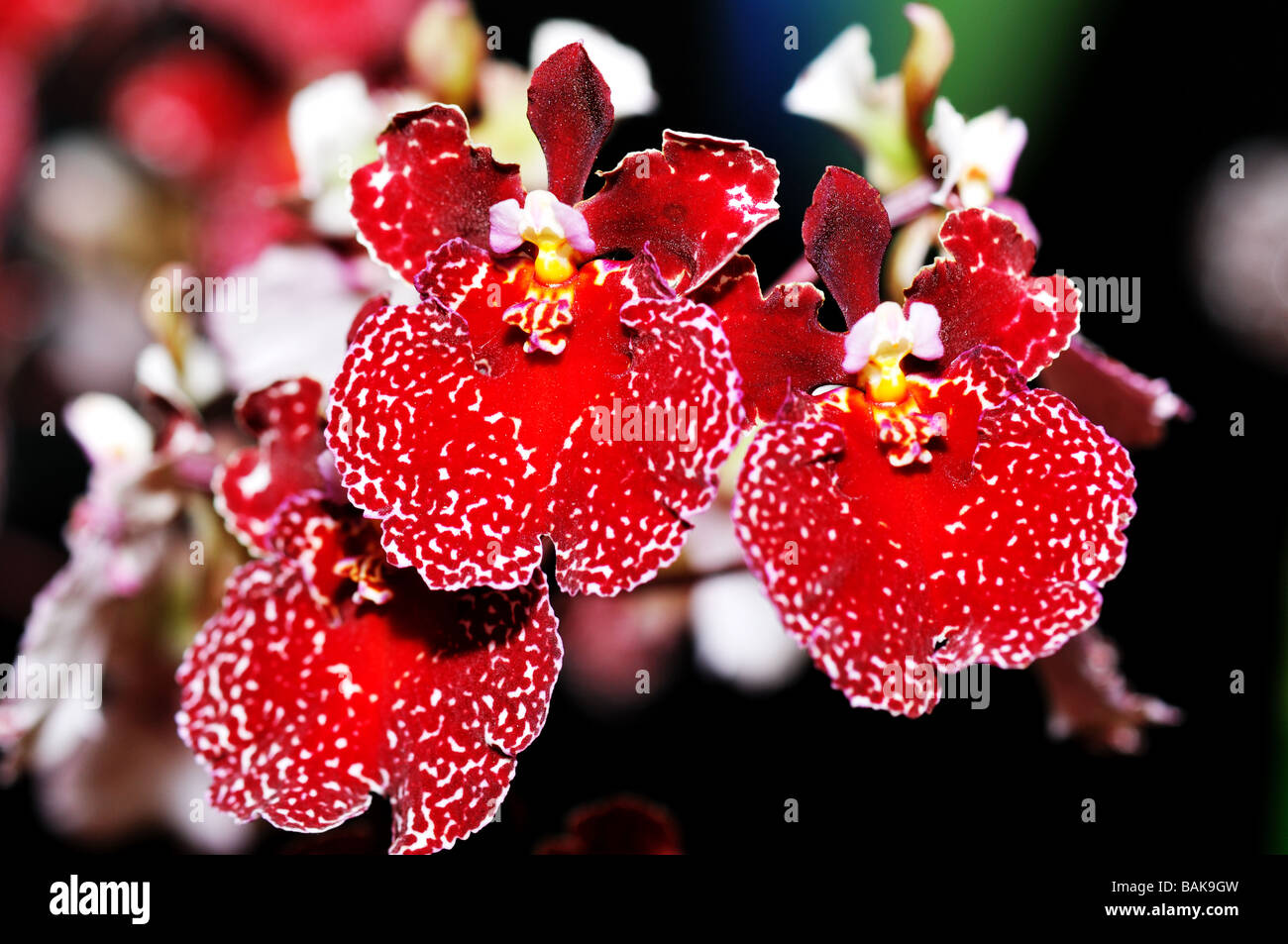 Orchid flowers. Red Oncidium. Stock Photo