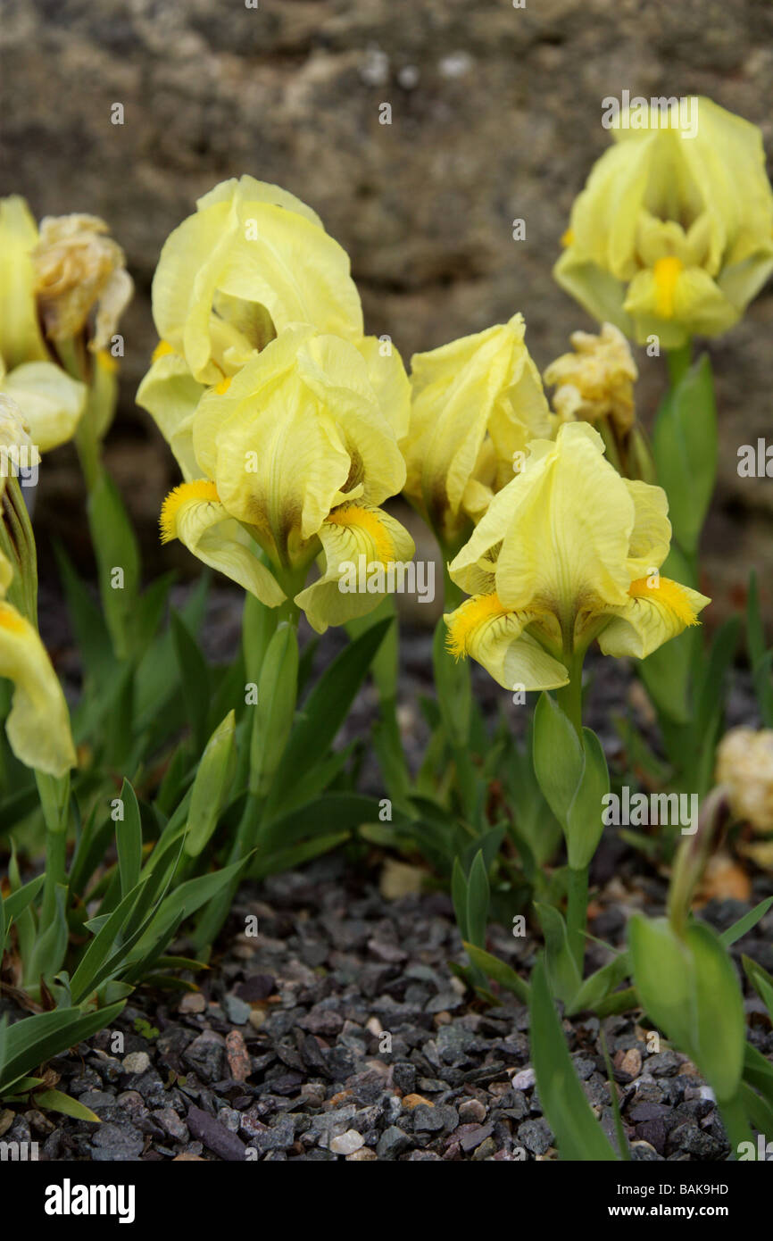 Reichenbach's Iris, Iris reichenbachii, Iridaceae, South East Europe Stock Photo