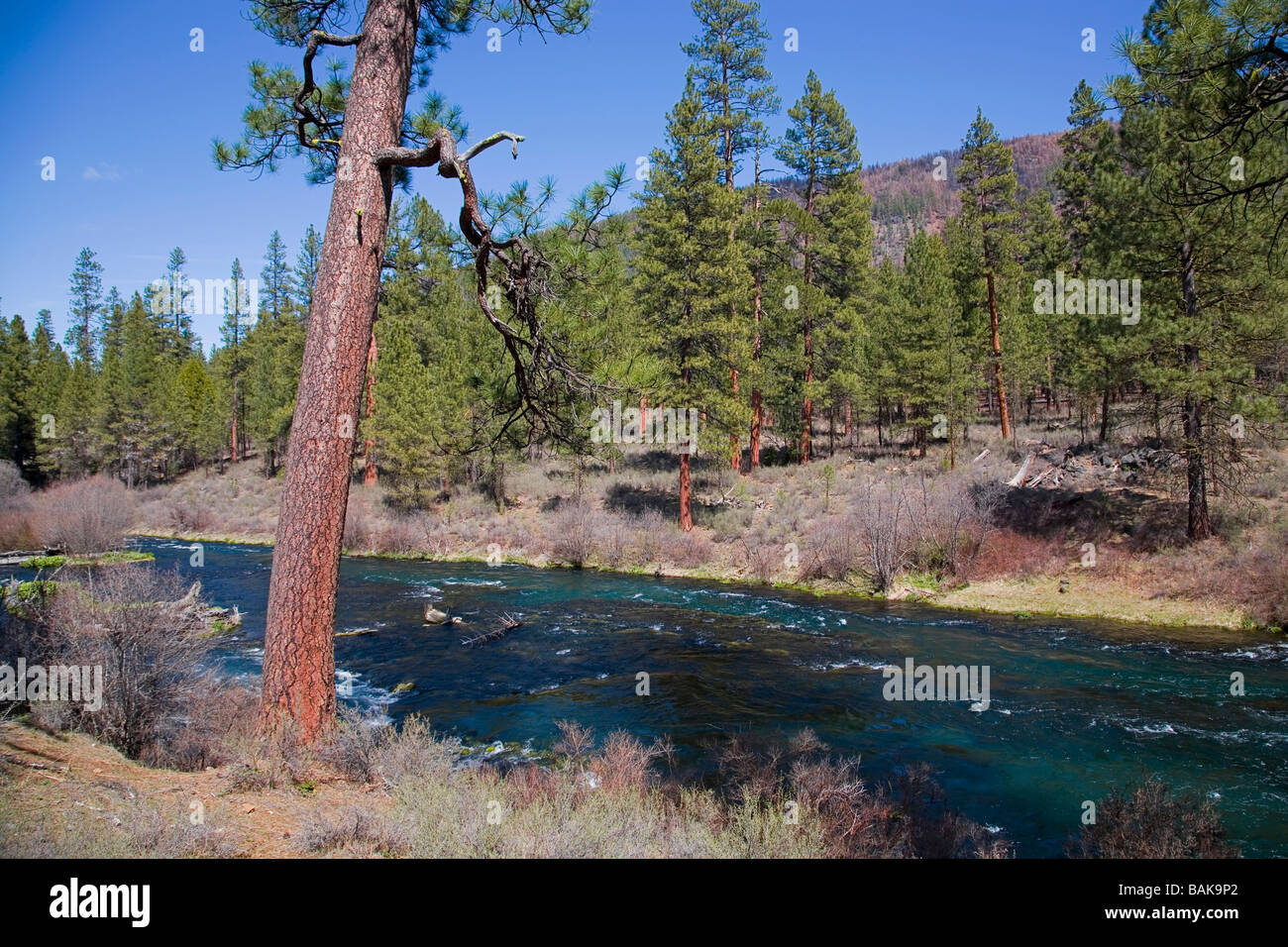 USA OREGON A view of the ponderosa pine along the Metolius River in the Cascade Mountains of central Oregon Stock Photo