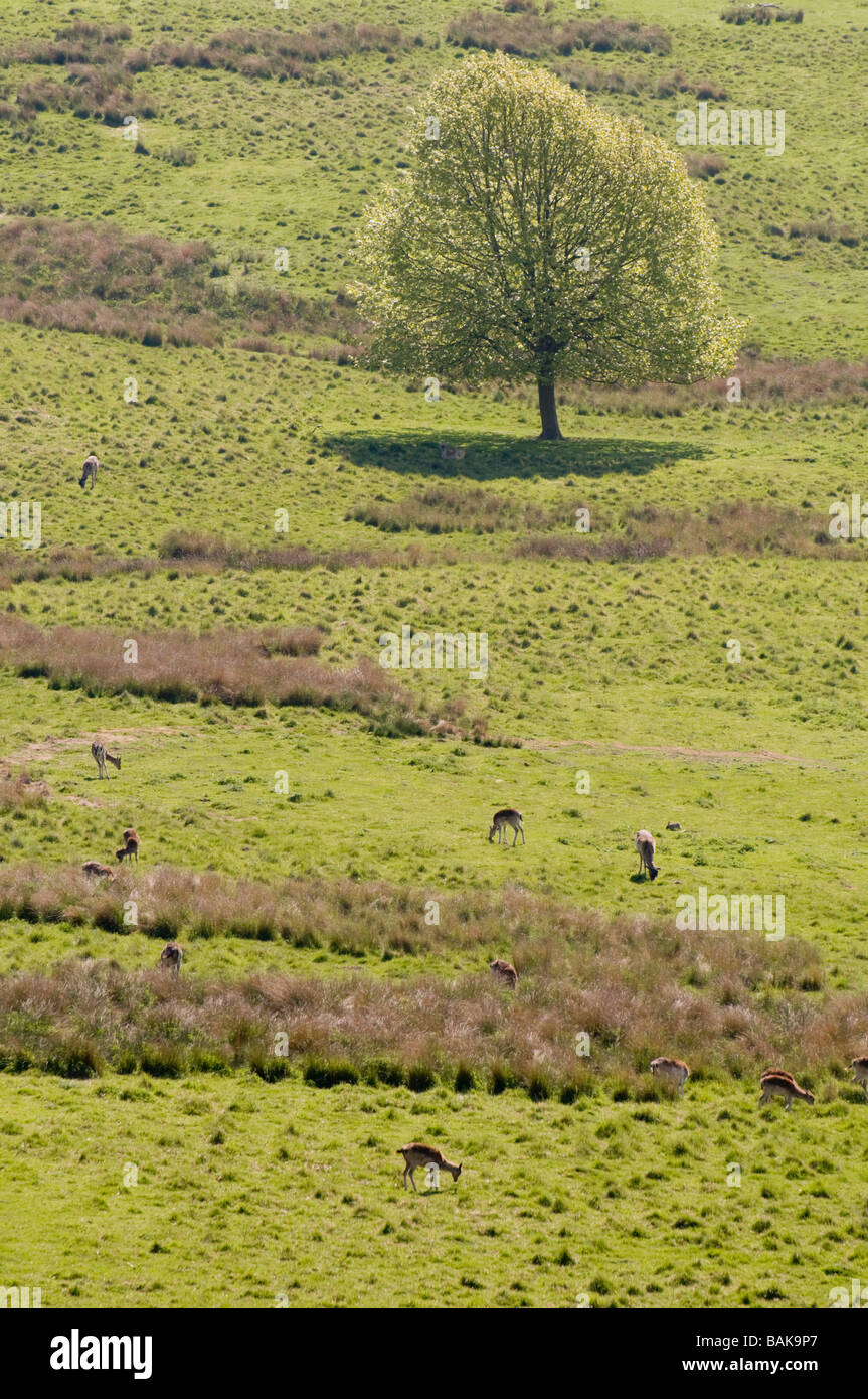 Boughton Monchelsea, Maidstone, Kent, UK. Deerpark Stock Photo Alamy