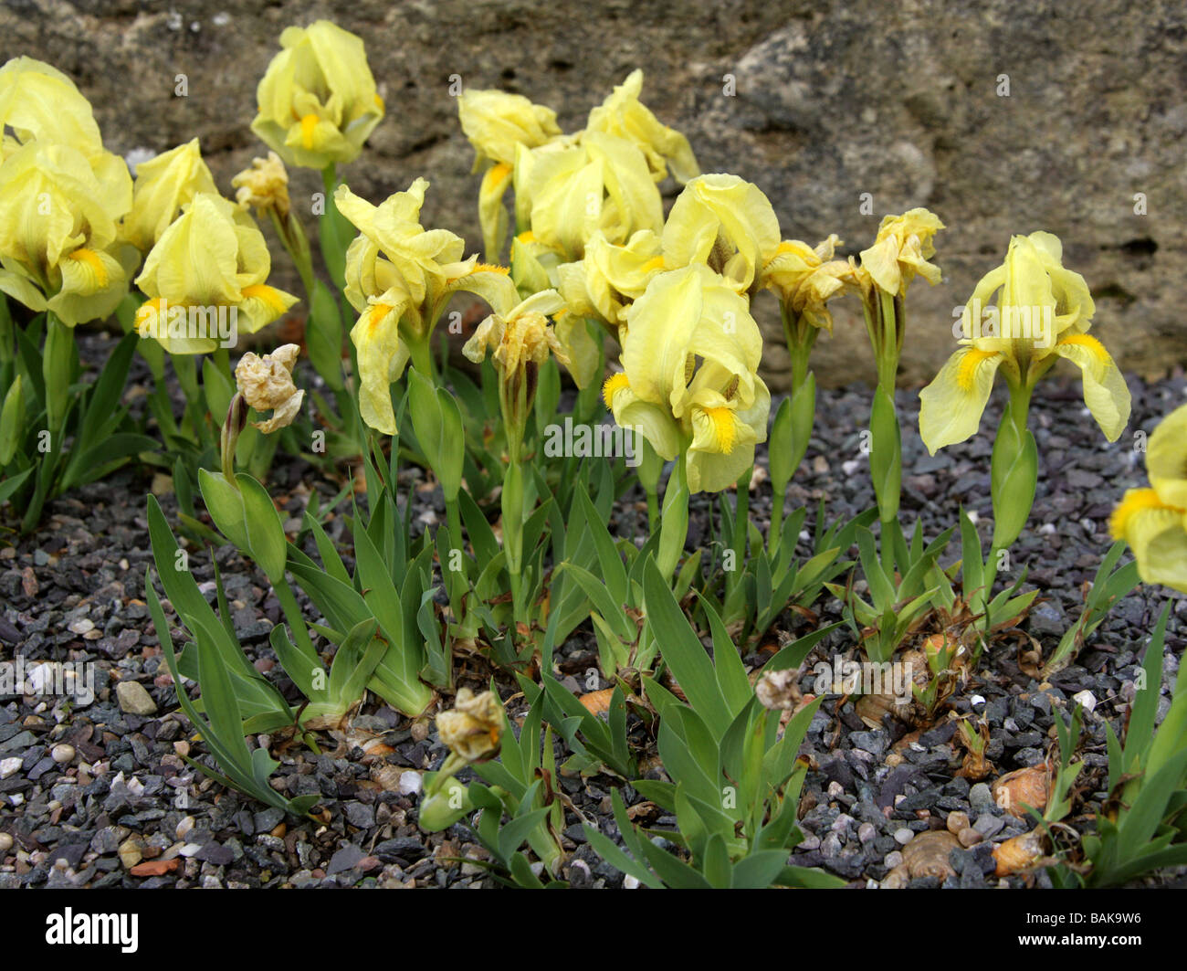 Reichenbach's Iris, Iris reichenbachii, Iridaceae, South East Europe Stock Photo