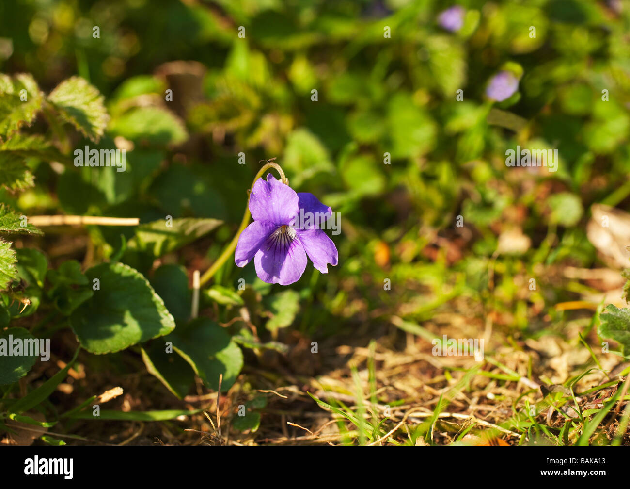 English violet Viola odorata England UK GB Stock Photo Alamy